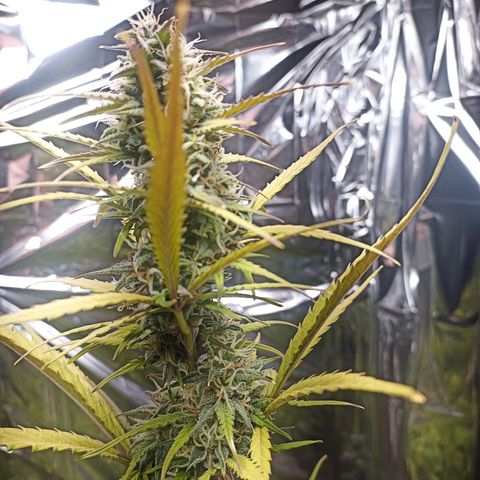 Royal Jack Auto growlog timeline photo