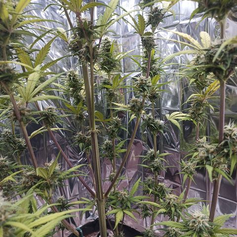Royal Jack Auto growlog timeline photo
