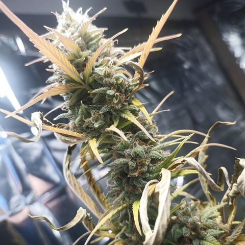 Royal Jack Auto growlog timeline photo