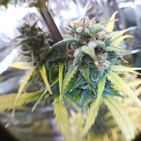 Royal Jack Auto growlog timeline photo