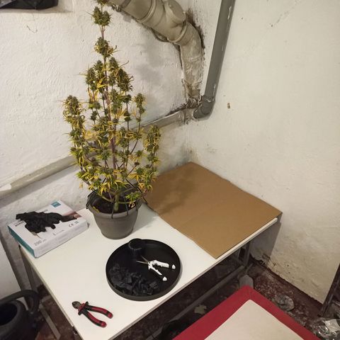 Royal Jack Auto growlog photo: 191,63 g Nass