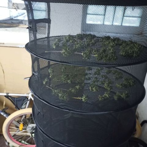 Royal Jack Auto growlog photo: 191,63 g Nass