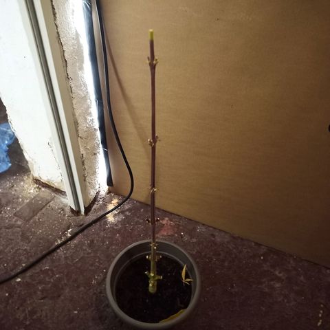 Royal Jack Auto growlog photo: 191,63 g Nass