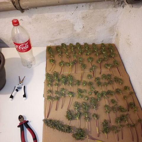 Royal Jack Auto growlog timeline photo