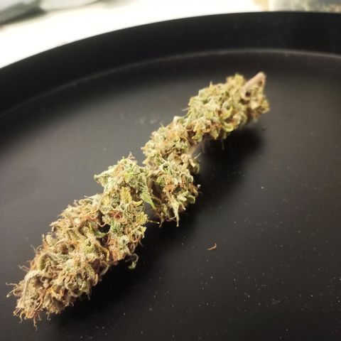 Royal Jack Auto growlog timeline photo