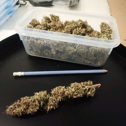 Royal Jack Auto growlog timeline photo