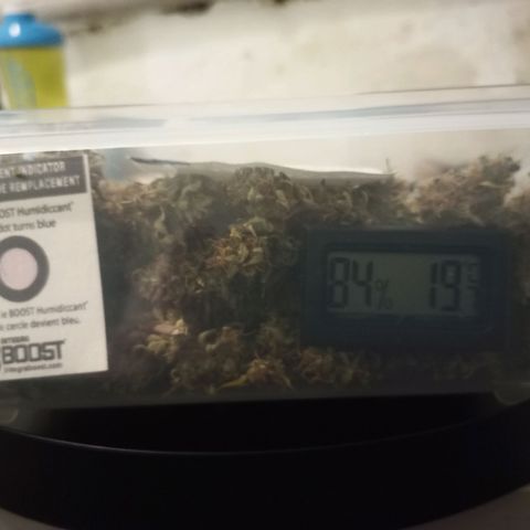 Royal Jack Auto growlog timeline photo