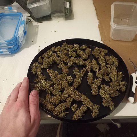 Royal Jack Auto growlog timeline photo