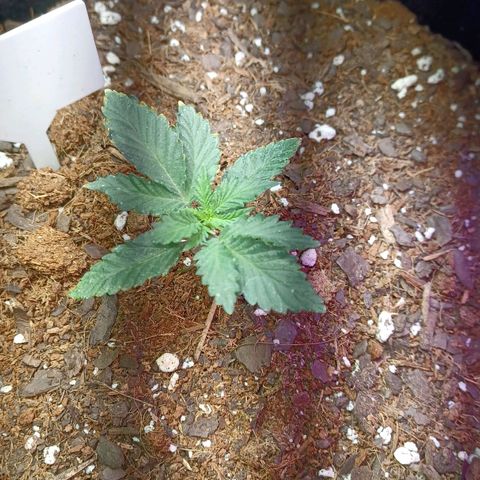 Auto Critical Orange Punch growlog photo: 13 days ish