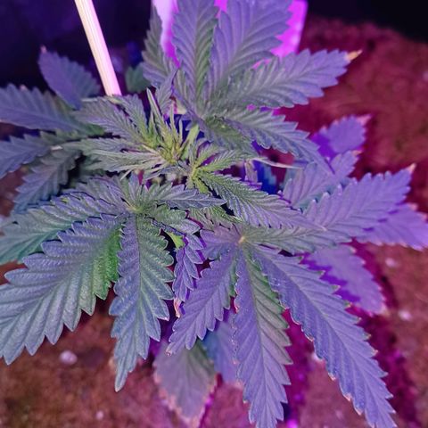 Auto Critical Orange Punch growlog timeline photo