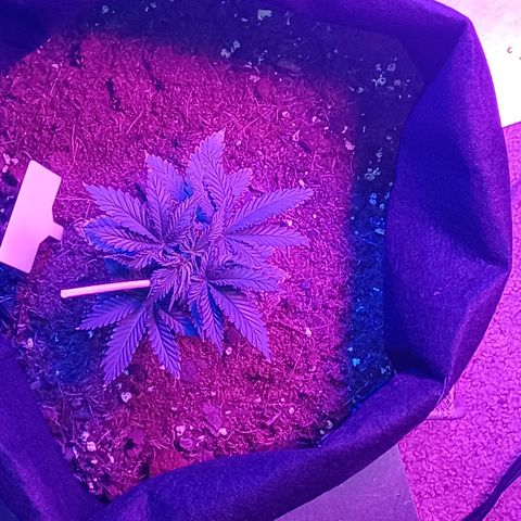 Auto Critical Orange Punch growlog timeline photo