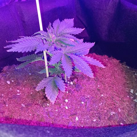 Auto Critical Orange Punch growlog timeline photo
