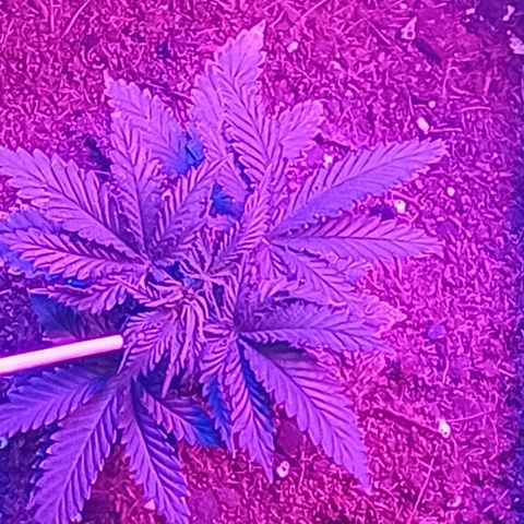 Auto Critical Orange Punch growlog timeline photo