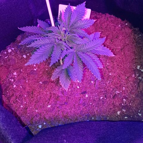 Auto Critical Orange Punch growlog timeline photo