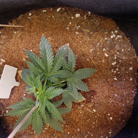 Auto Critical Orange Punch growlog timeline photo