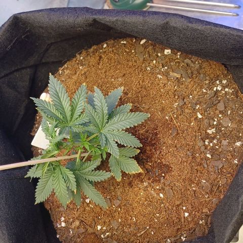 Auto Critical Orange Punch growlog timeline photo