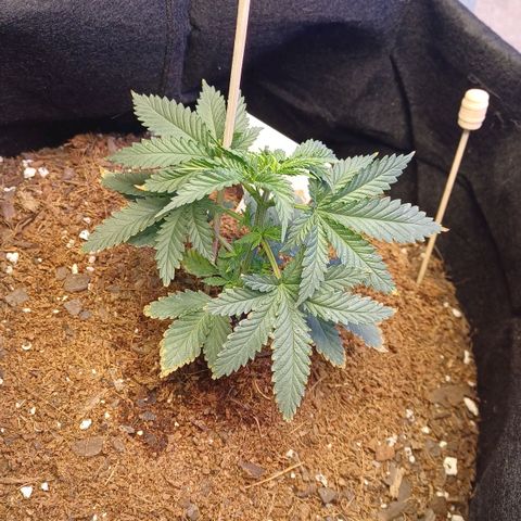 Auto Critical Orange Punch growlog timeline photo