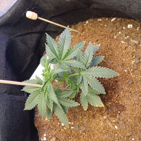 Auto Critical Orange Punch growlog timeline photo