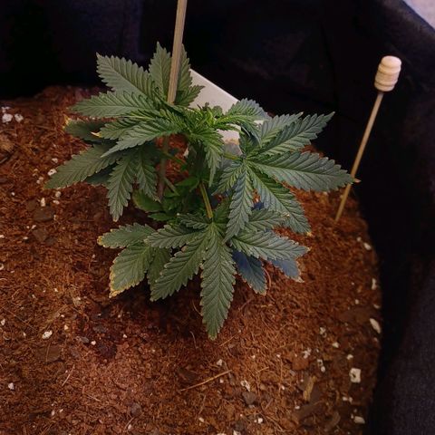 Auto Critical Orange Punch growlog timeline photo