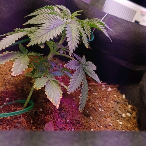 Auto Critical Orange Punch growlog photo: Lst