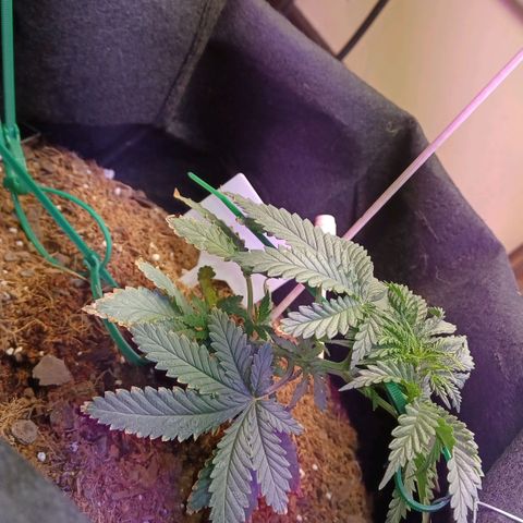 Auto Critical Orange Punch growlog photo: Lst