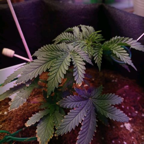 Auto Critical Orange Punch growlog photo: Lst