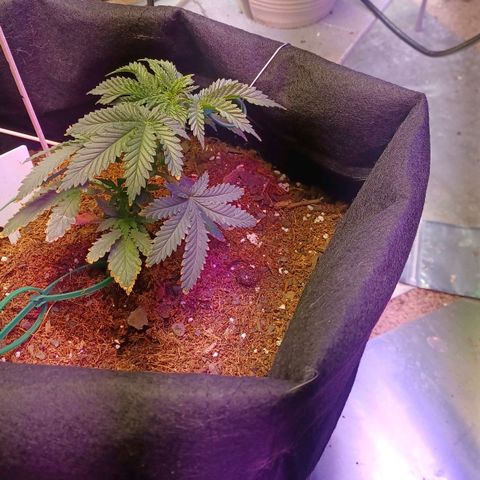 Auto Critical Orange Punch growlog photo: Lst
