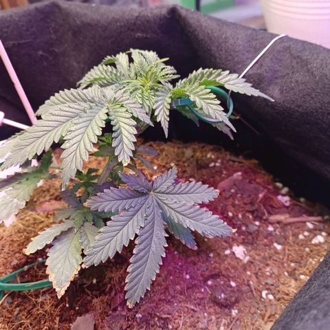Auto Critical Orange Punch growlog photo: Lst