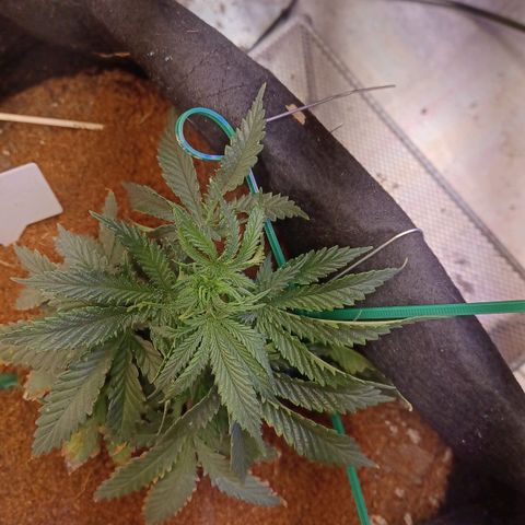Big bud auto  growlog timeline photo