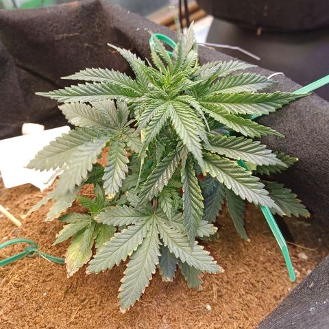 Big bud auto  growlog timeline photo
