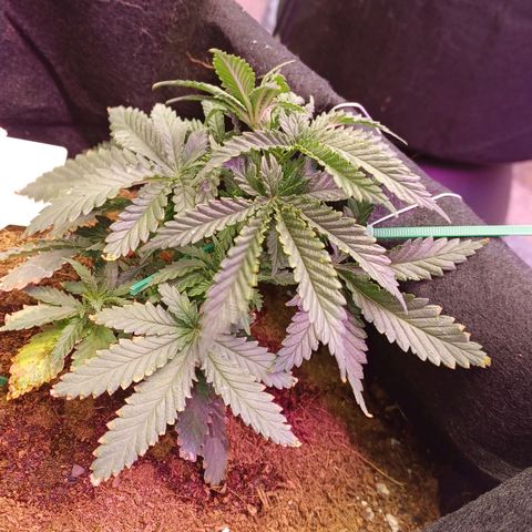 Big bud auto  growlog timeline photo