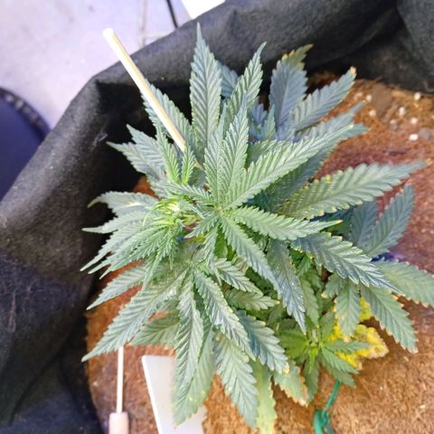 Big bud auto  growlog timeline photo