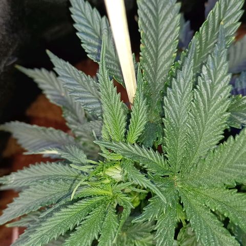 Big bud auto  growlog timeline photo