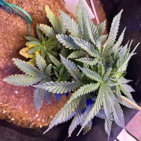 Big bud auto  growlog timeline photo