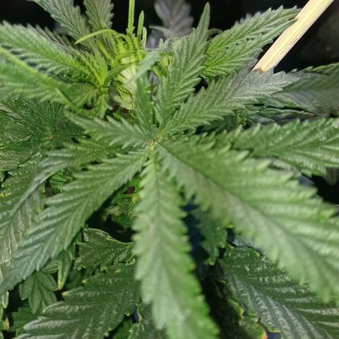 Big bud auto  growlog timeline photo