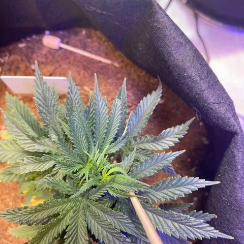 Big bud auto  growlog timeline photo