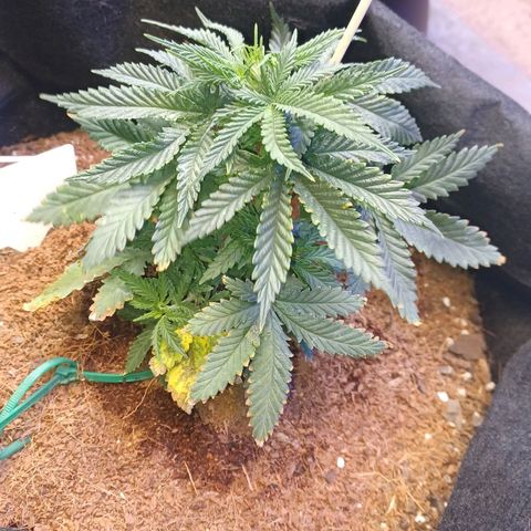 Big bud auto  growlog timeline photo