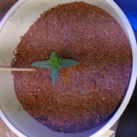 Big bud auto  growlog photo: Week old ish 