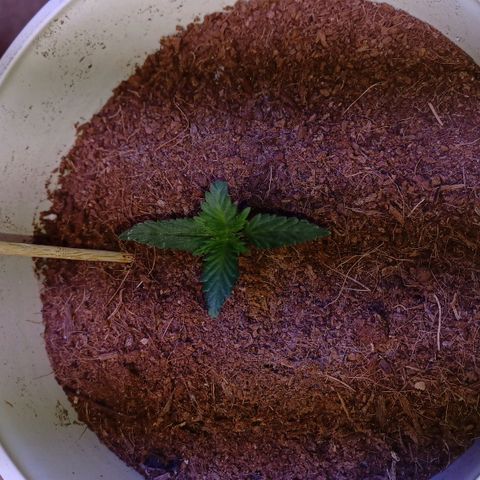 Big bud auto  growlog photo: Week old ish 