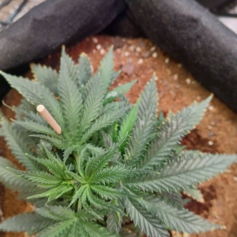 Auto Critical Orange Punch growlog timeline photo
