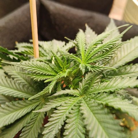 Auto Critical Orange Punch growlog timeline photo