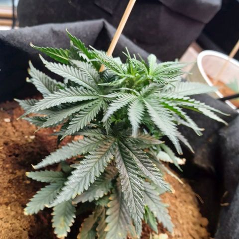 Auto Critical Orange Punch growlog timeline photo