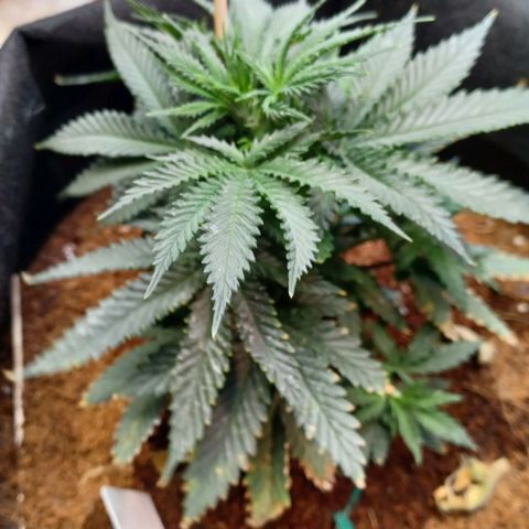 Auto Critical Orange Punch growlog timeline photo