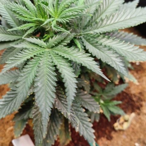 Auto Critical Orange Punch growlog timeline photo