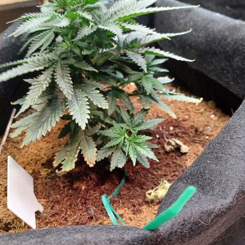 Auto Critical Orange Punch growlog timeline photo