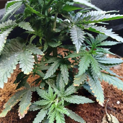 Auto Critical Orange Punch growlog timeline photo