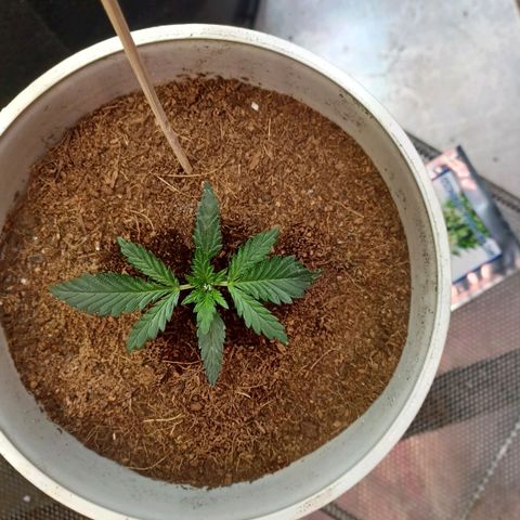 Big bud auto  growlog timeline photo