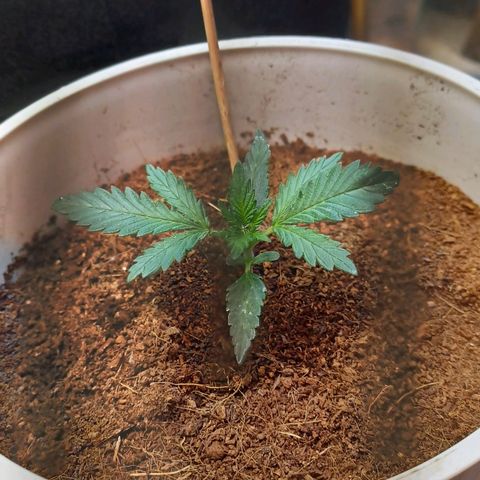 Big bud auto  growlog timeline photo