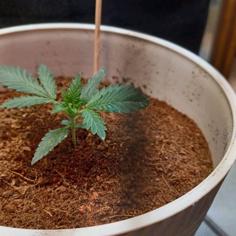 Big bud auto  growlog timeline photo
