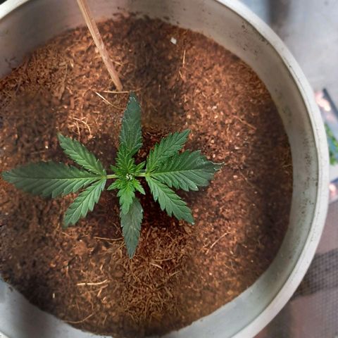 Big bud auto  growlog timeline photo